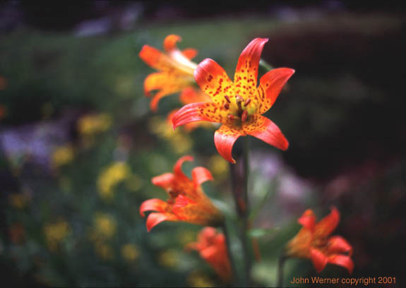 photo of a Tiger Lilly